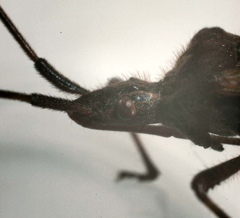 Coreidae: Leptoglossus occidentalis della Toscana (Prato)
